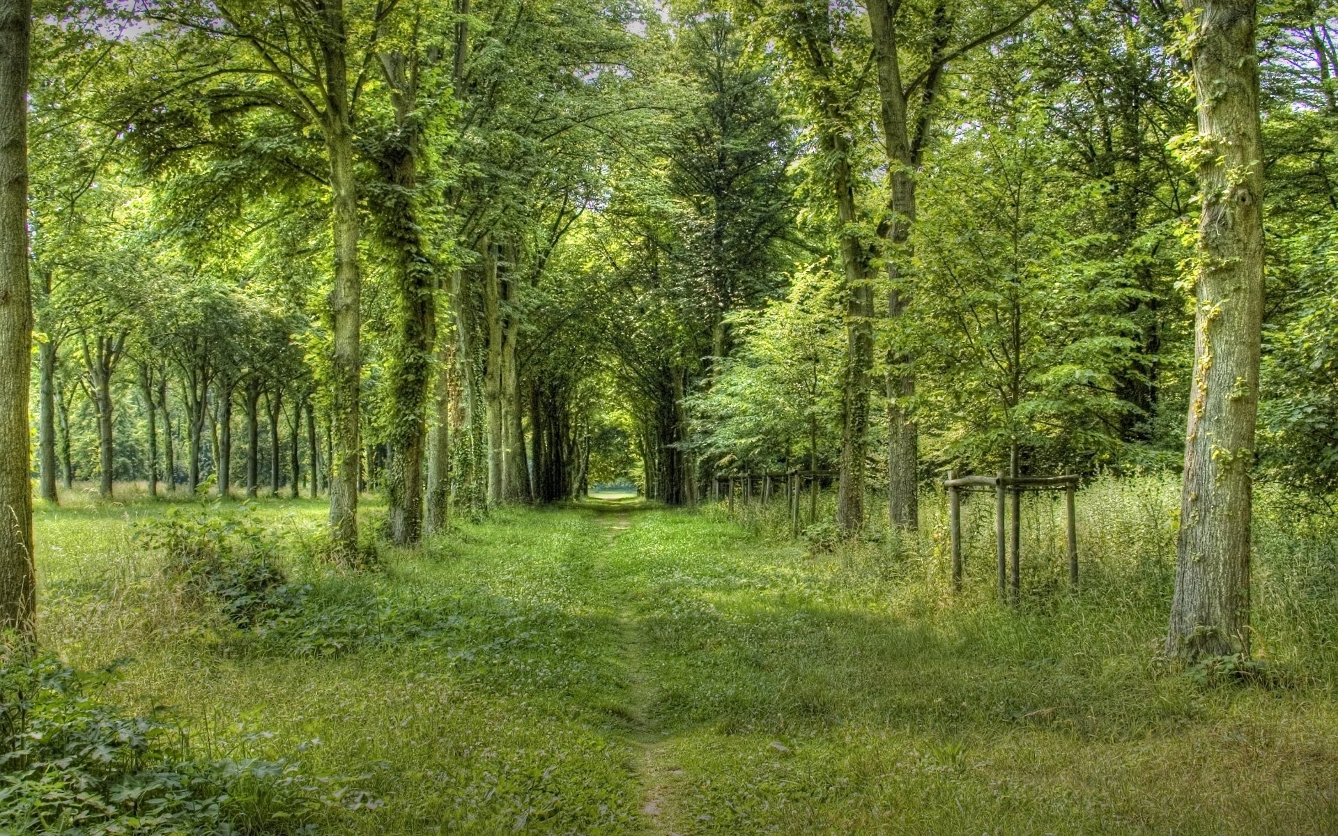 Картинки лес, трава, деревья, лето фото и обои на рабочий стол