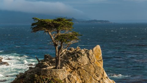 одинокий кипарис, полуостров Монтерей, Калифорния, тихоокеанский, Monterey, кипарис, дерево, камень, Тихоокеанское побережье