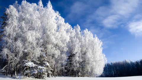 деревья, снег, зима, небо