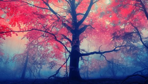 дерево, свет, природа,кустарники