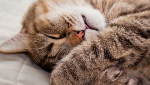 кошка, сон, уса