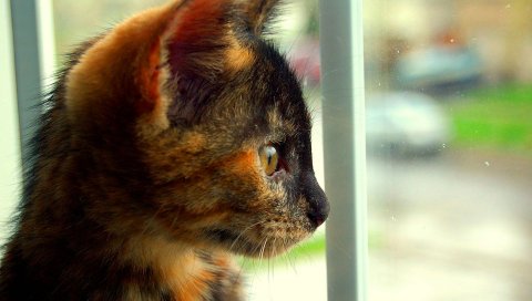 котенок, пятнистые, вид, профиль