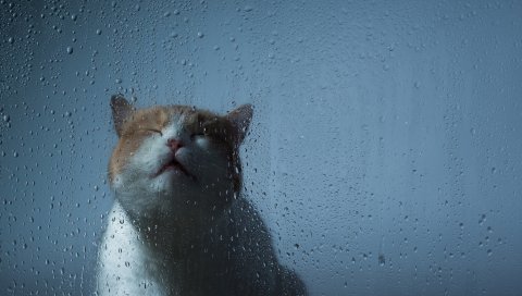 кошка, стекло, капли, фон