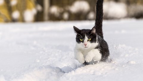 Кошка, трава, прогулка, прыжок