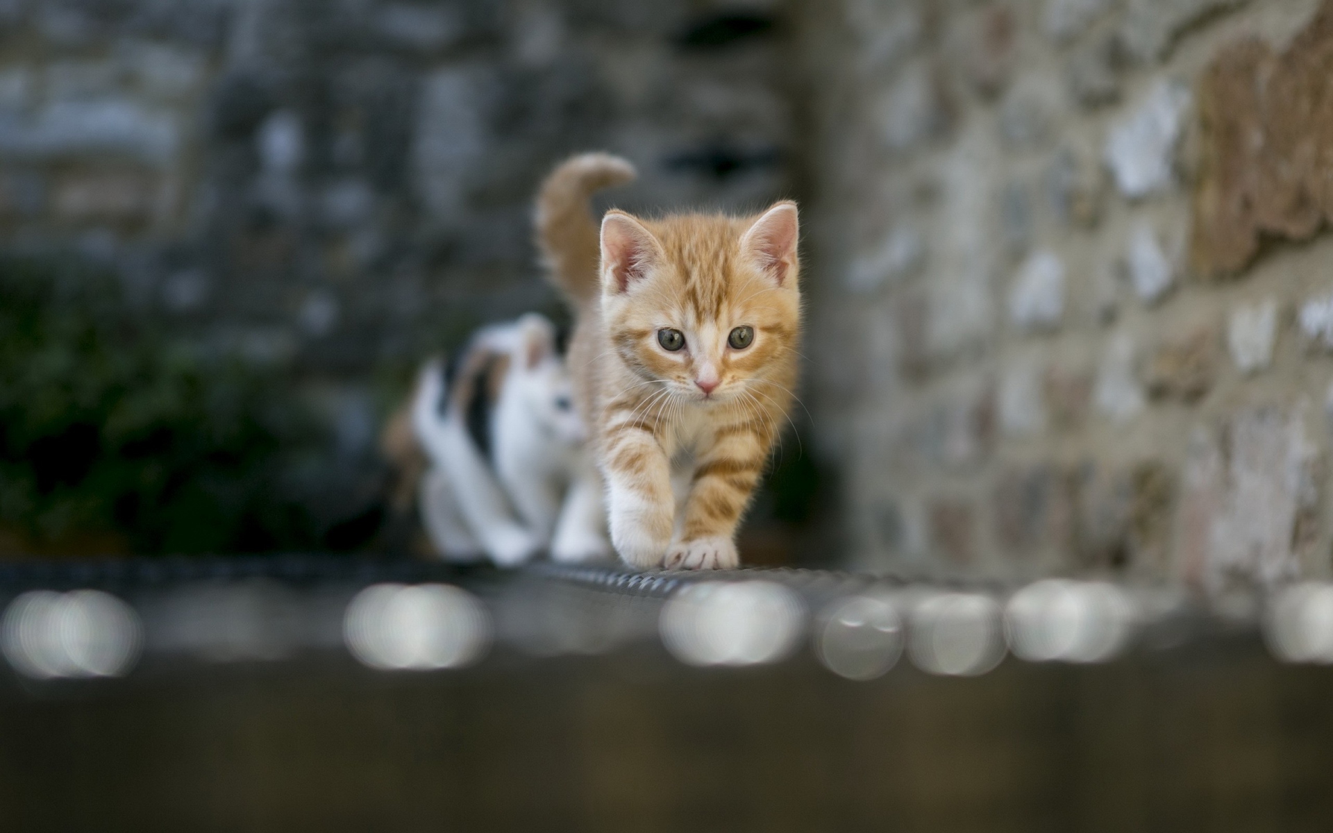 Картинки Котенок, размытие, свет фото и обои на рабочий стол
