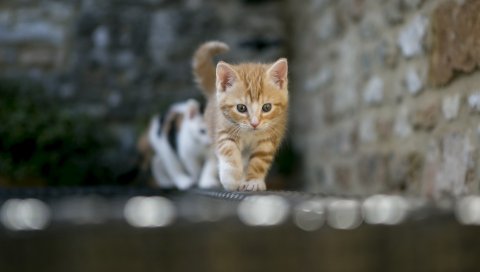 Котенок, размытие, свет