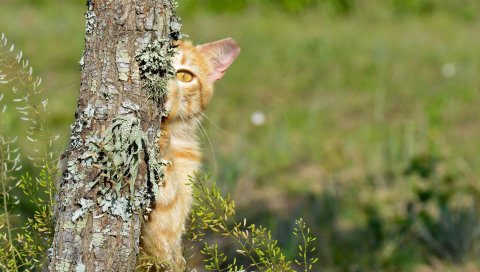 Котенок, дерево, скрыть, посмотреть