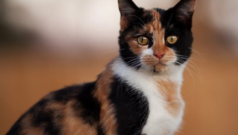 Кошка, пятнистая, цветная