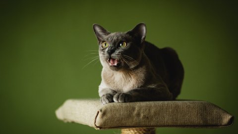Кошка, крик, морда