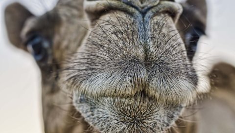 Верблюд, лицо, нос