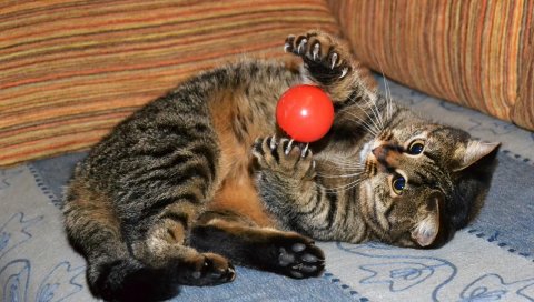 Игра котенок, мяч, мяч
