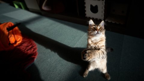 Кошка, тень, игривая, полосатая