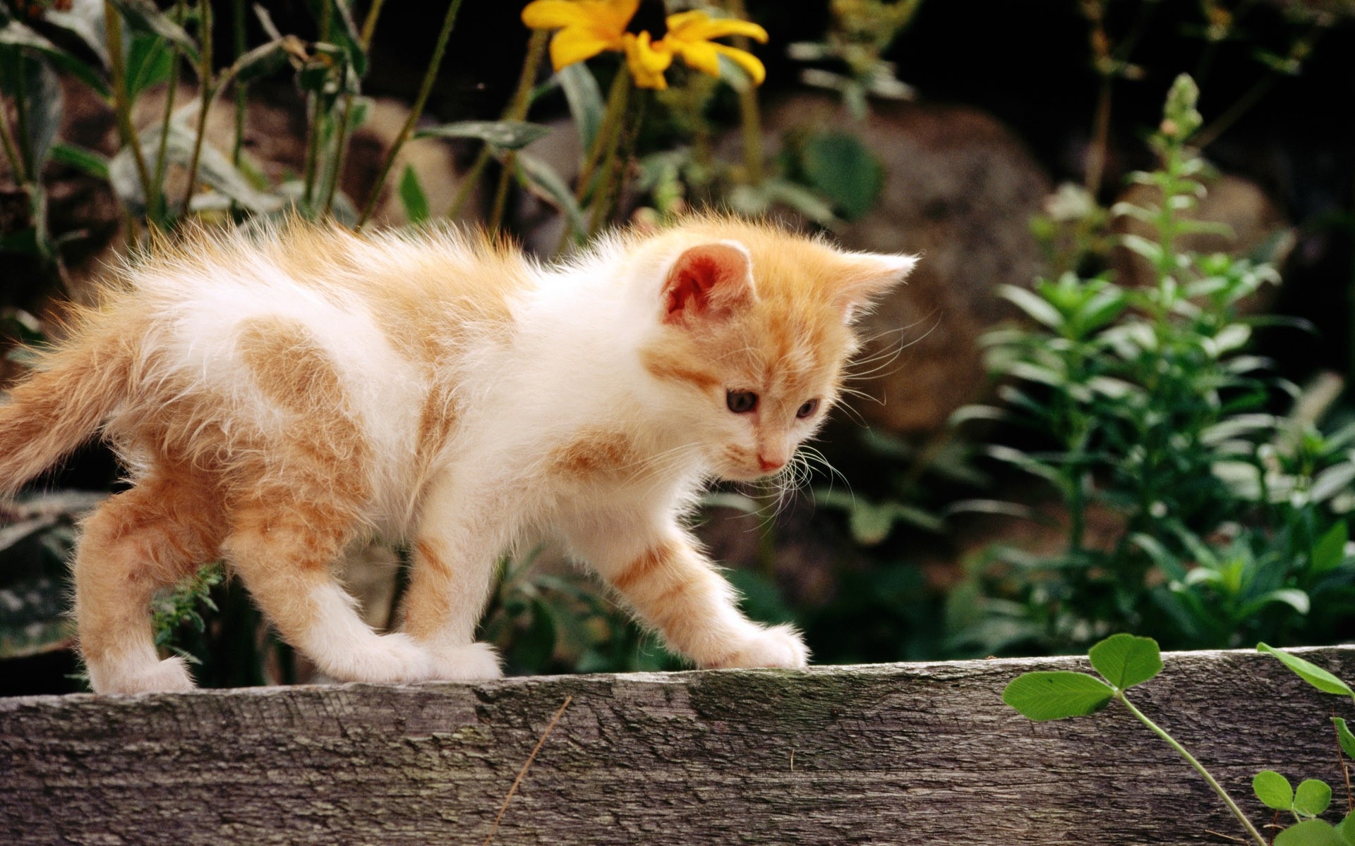 Добрые котята фото. Рыже белый котенок. Рыжий котёнок. Рыжие коты. Милая рыжая кошка.