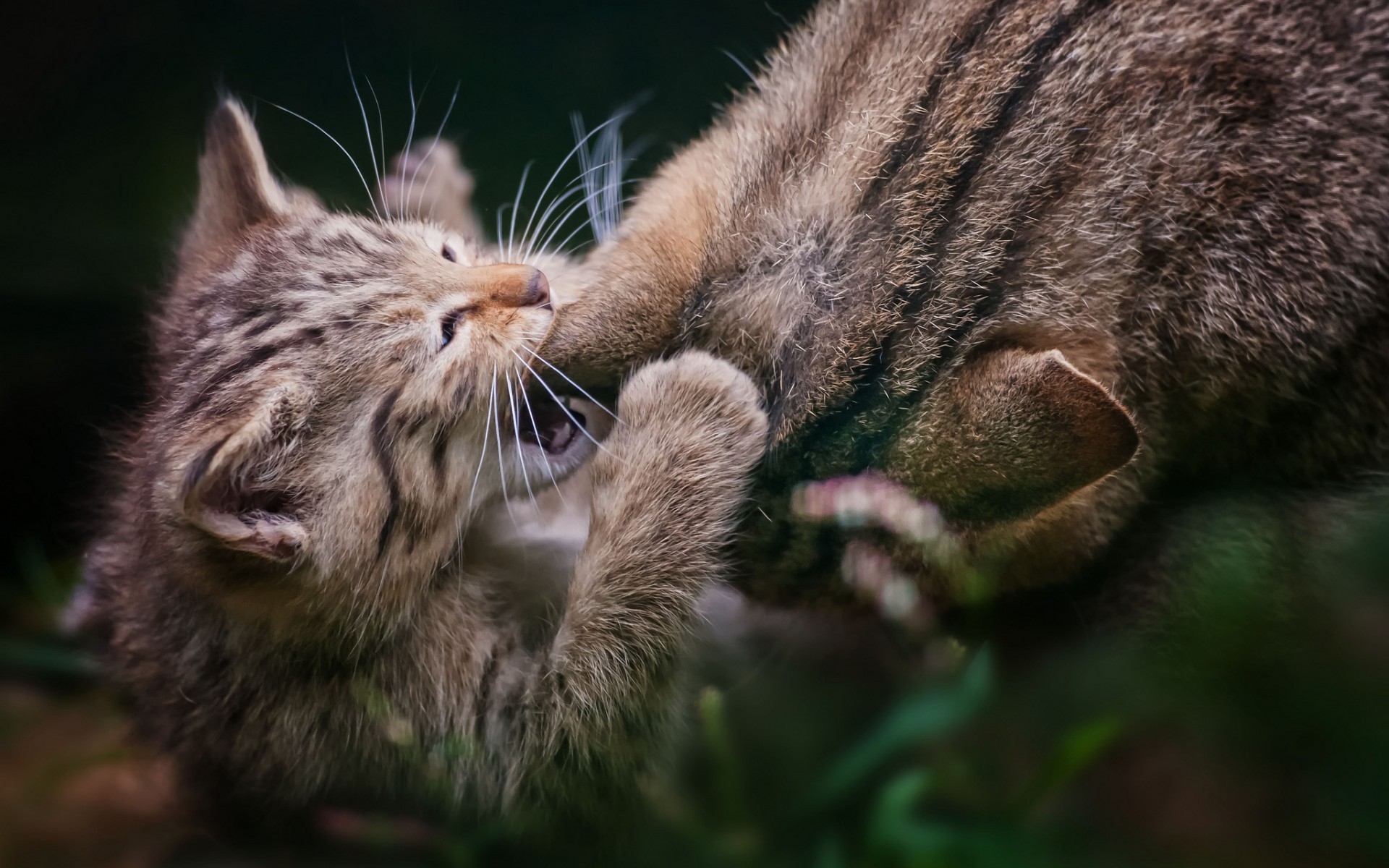 Картинки Кошка, котенок, уход фото и обои на рабочий стол