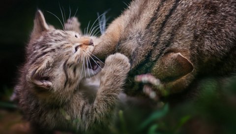 Кошка, котенок, уход
