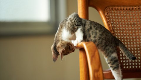 Кошка, стул, игривый