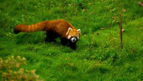 Красная панда, трава, прогулка