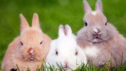 Кролики, цвет, красивые
