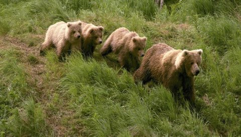 Медведи, трава, прогулка