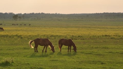 Лошади, трава, небо