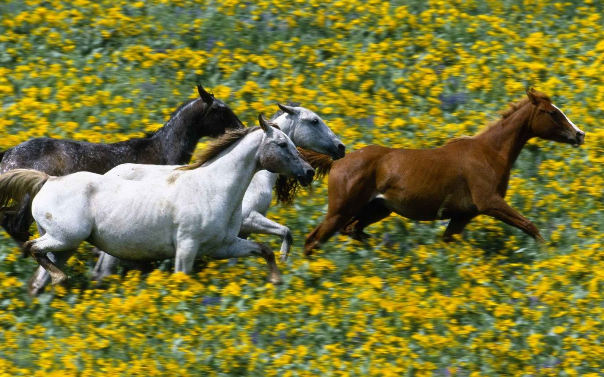 Лошади времен года. Стадо лошадей. Табун лошадей. Лошади на природе. Лошади на лугу.