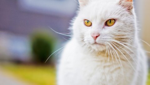 Кошка, вид, белый