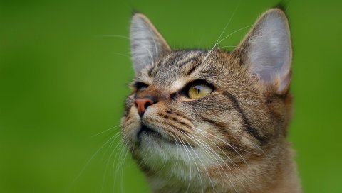 Кошка, морда, уши, глаза