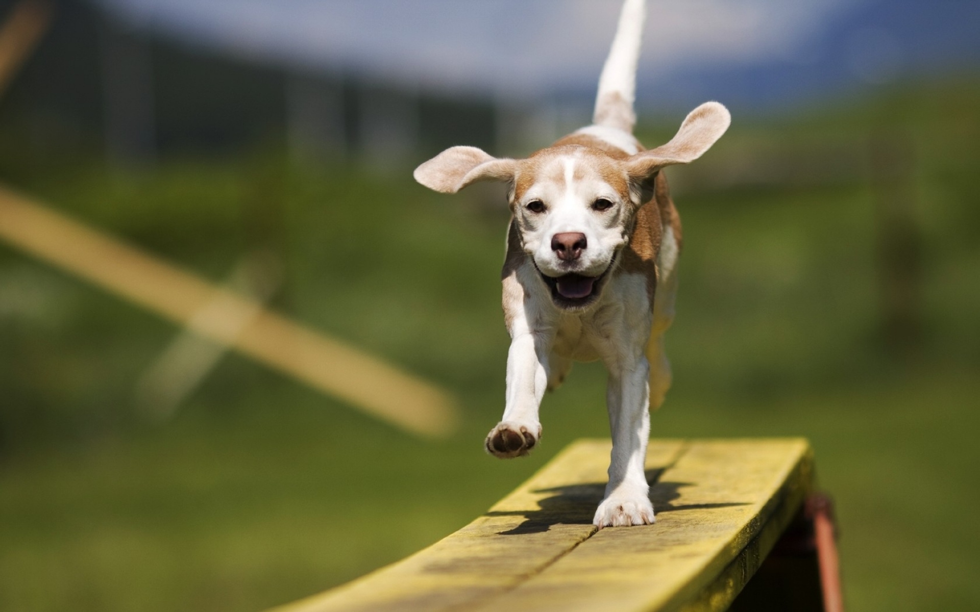 Картинки Собака, уши, щенок, прогулки, ветер фото и обои на рабочий стол