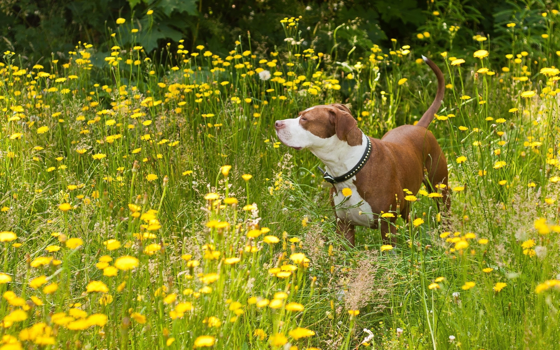 Картинки Собака, трава, прогулка фото и обои на рабочий стол