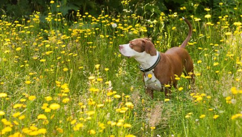 Собака, трава, прогулка