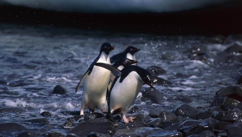 Пингвины, вода, ходьба, птица