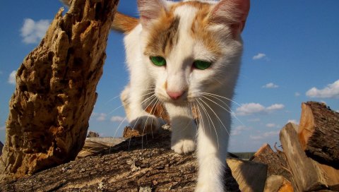 Кошка, ходьба, любопытство