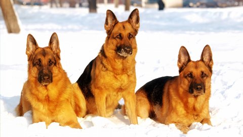 Собака, пастух, снег
