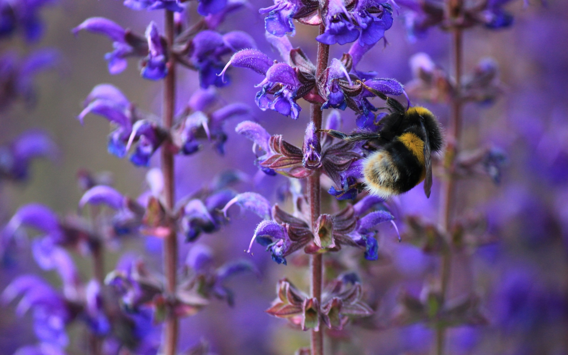 Картинки Шмель, пчела, насекомое, фиолетовый, цветы, макро, весна фото и обои на рабочий стол