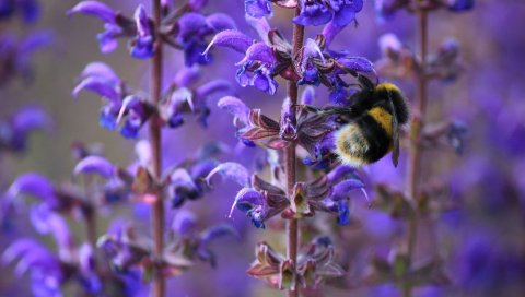 Шмель, пчела, насекомое, фиолетовый, цветы, макро, весна