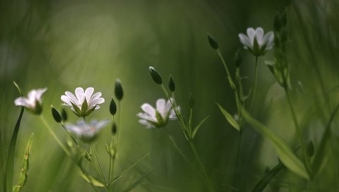 Цветы, белые, дикие, почки, трава, травы