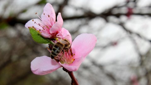 Весна, персик, пчела