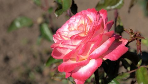 Роза, лепестки, веточки, стебли