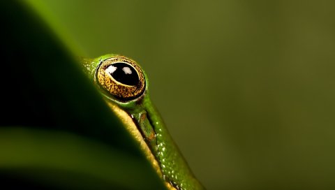 Глаз, лягушка, трава, листья