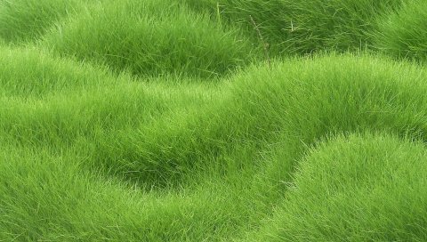 Текстура, трава, поле