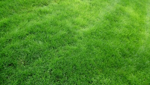 Текстура, трава, поле, зеленый