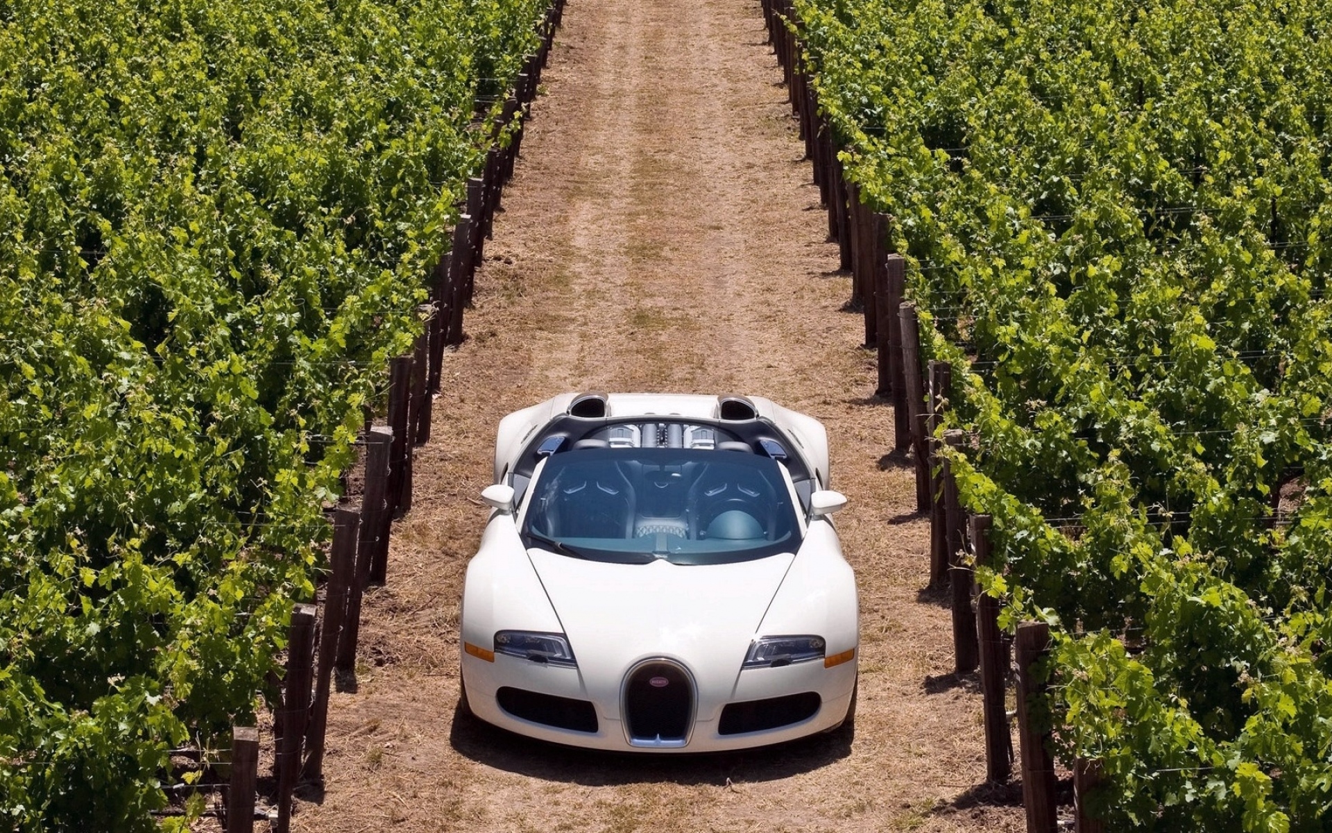 Картинки Bugatti veyron, дорога, трава, автомобили, стильный фото и обои на рабочий стол