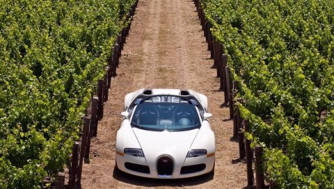 Bugatti veyron, дорога, трава, автомобили, стильный