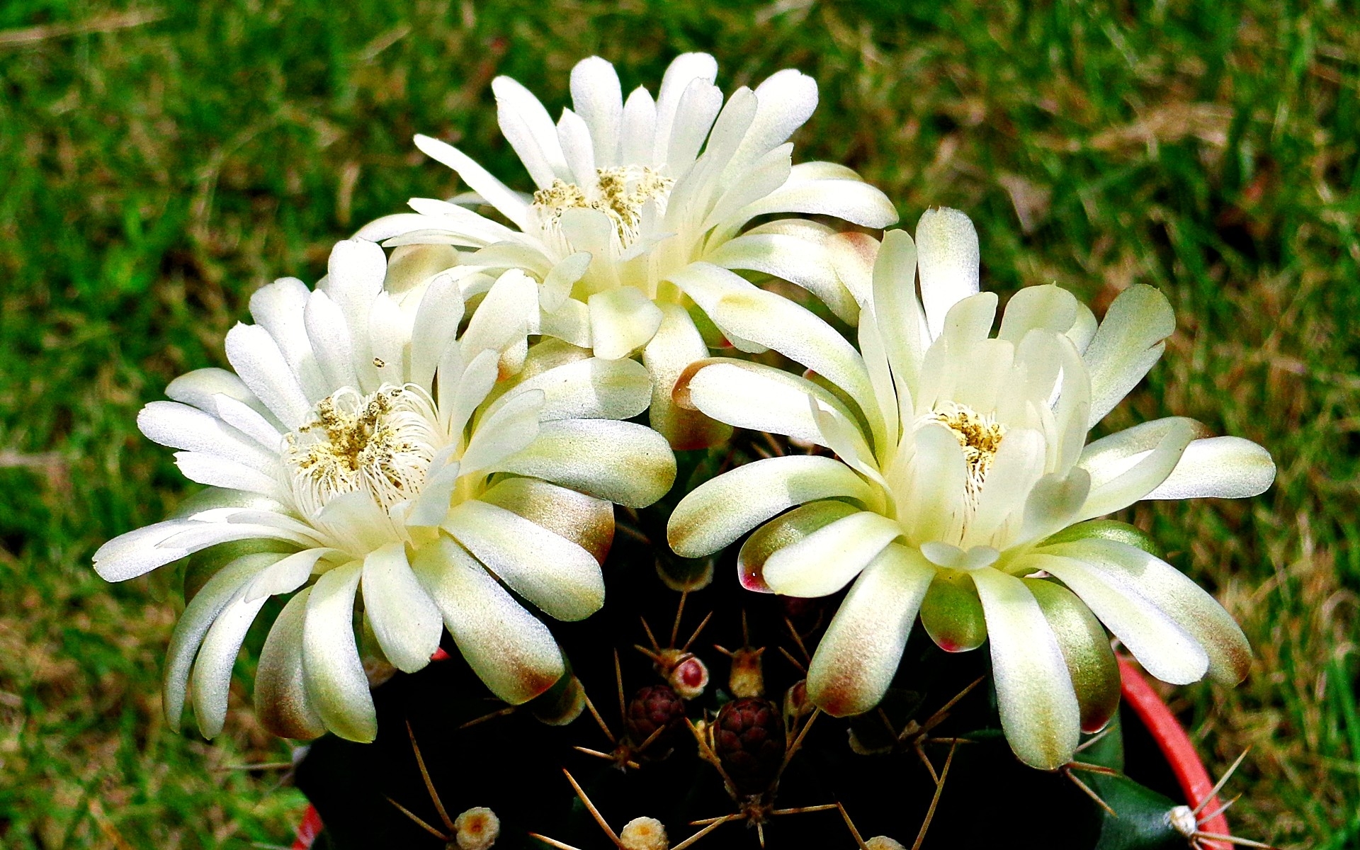 White plant. Белые цветы. Растение с белым цветком. Дикий Лотос. Белые цветы фото.