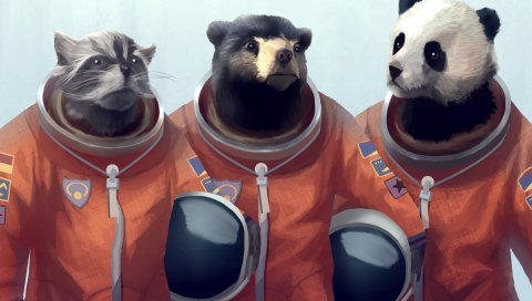 Кошка, медведь, панда, костюм, рисунок