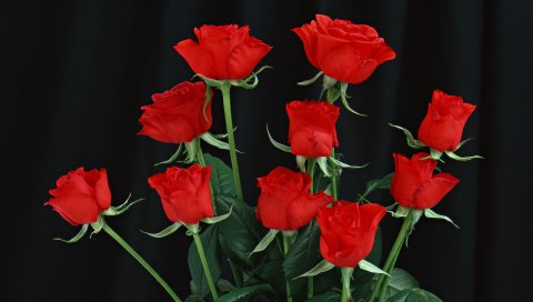 Красные розы, черный фон, цветы