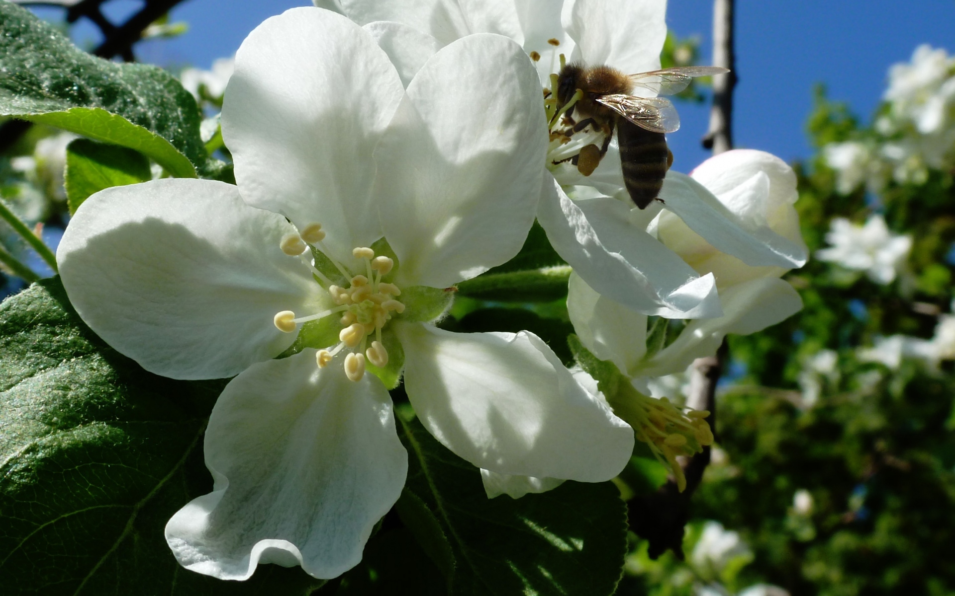 Картинки Яблоко, цветы, пчела, май, харьков фото и обои на рабочий стол