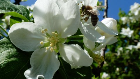 Яблоко, цветы, пчела, май, харьков