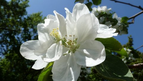 Яблоко, цветы, май, харьков