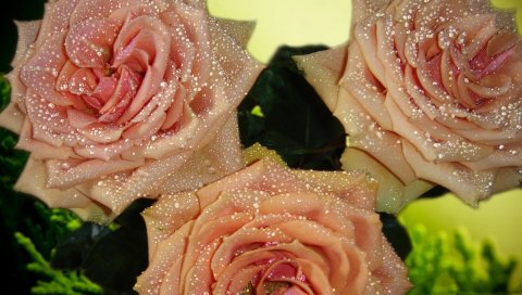 Розы, цветы, цветок, почки, лепестки, росы